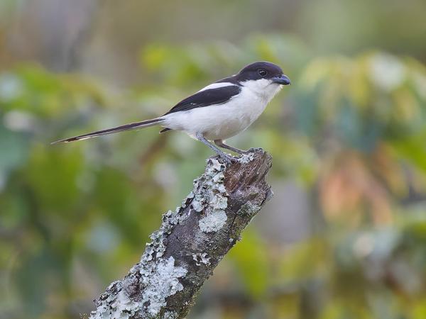 <h3><a href="/trips/tanzania/biota/animalia/chordata/aves/040 passeriformes/048 laniidae/lanius humeralis/lanius humeralis-nl.html">Lanius&nbsp;humeralis</a> / Northern&nbsp;fiscal / Noordelijke&nbsp;gekraagde&nbsp;klauwier</h3>OM-1 Mark II met OLYMPUS M.150-400mm F4.5, 1/1000 sec  bij F4.5, ISO 10000, afstand 21.5&nbsp;m